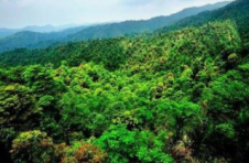 广西林业高质量发展蹄疾步稳 2022年全区林业产业总产值预计达8800亿元